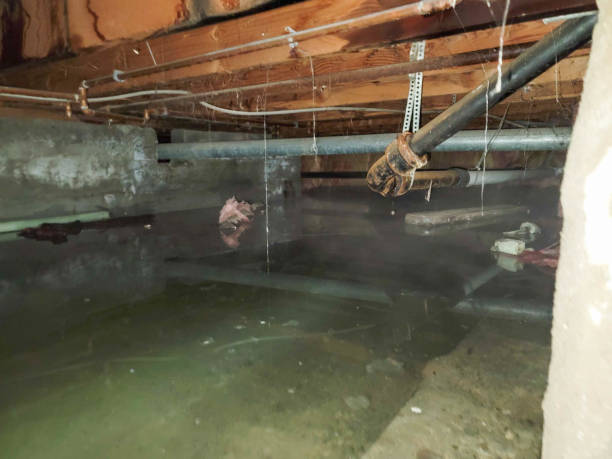 Best Local water damage restoration  in Coopertown, TN
